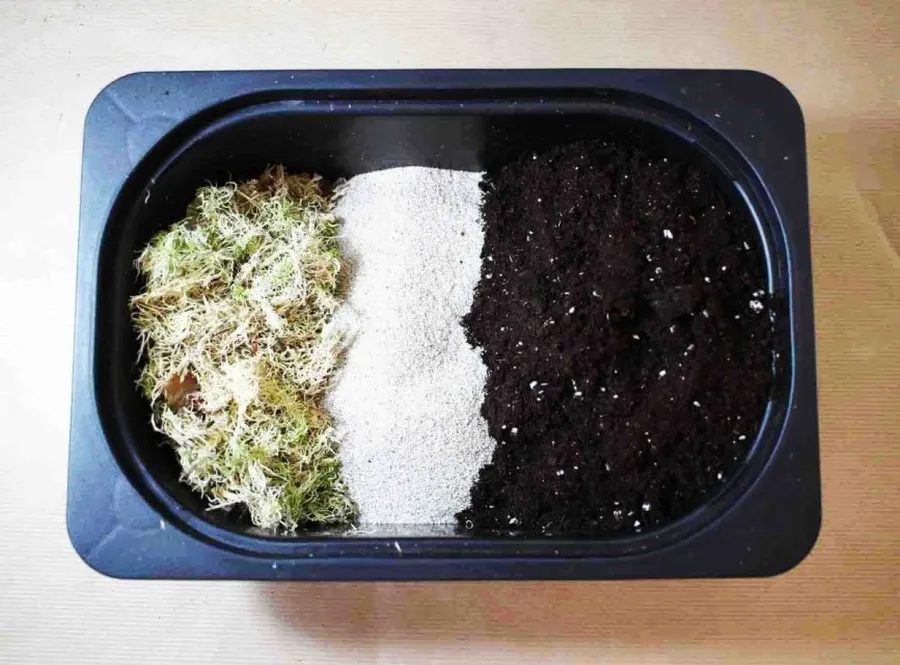 Créez votre kokedama - Image n°1 - Wecandoo