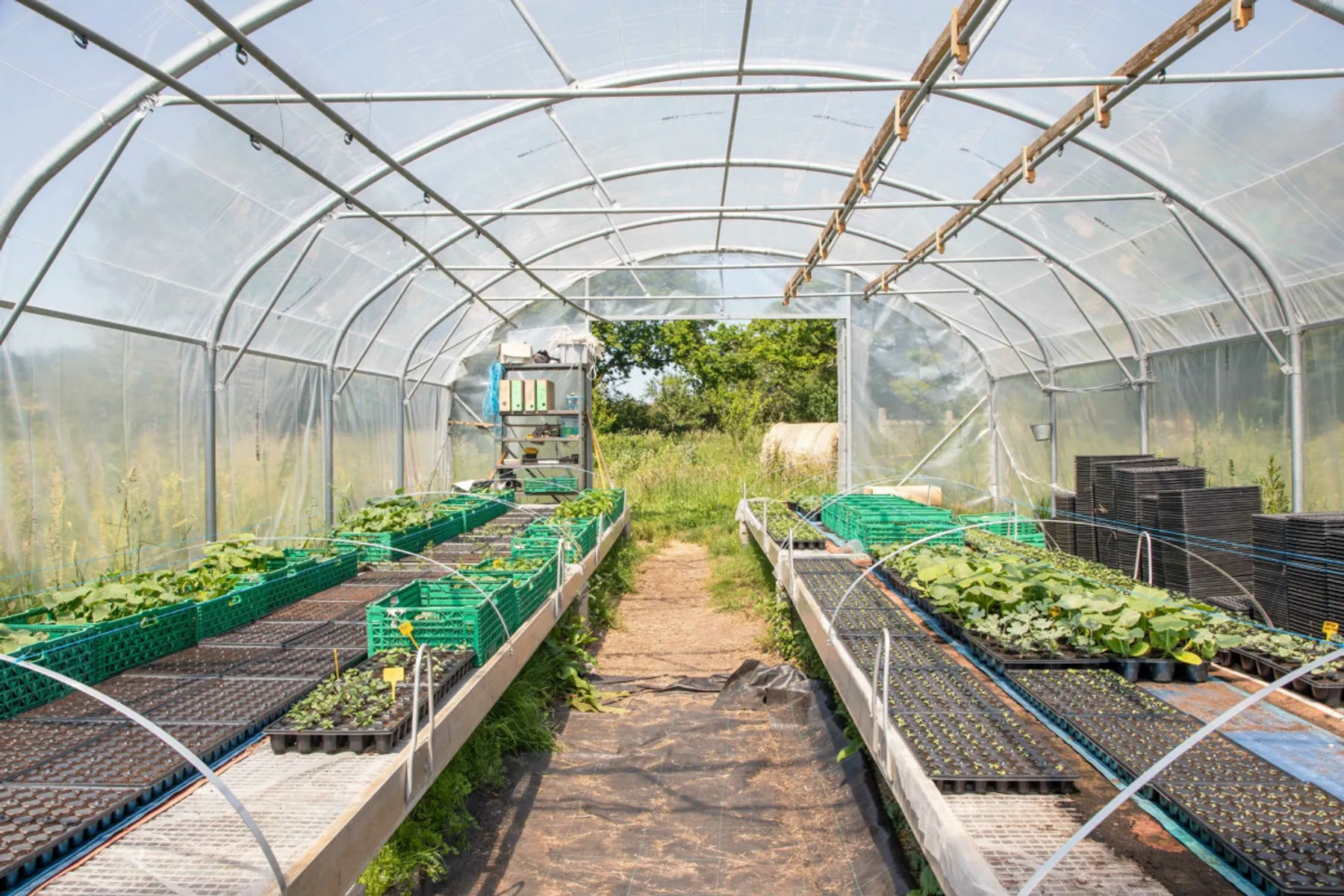 Cueillez vos fleurs de brèdes mafane et embouteillez votre rhum - Image n°1 - Wecandoo