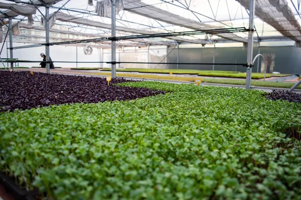 Inspirez votre équipe et découvrez ensemble la culture agroécologique - Image n°2 - Wecandoo