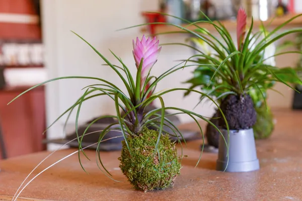 Wecandoo - Créez votre kokedama