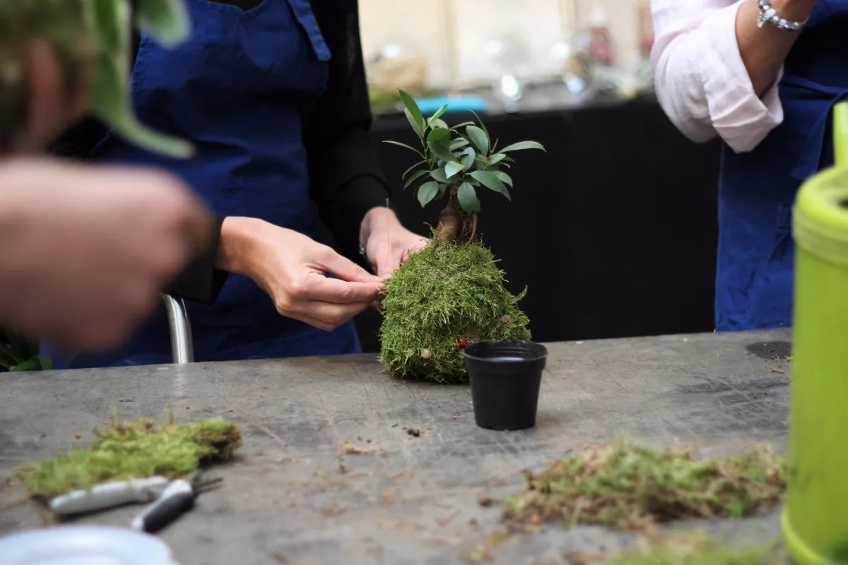 Atelier Kokedama