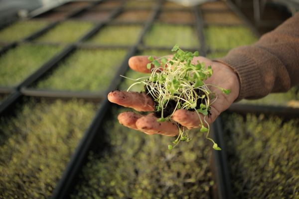 Wecandoo - Zaaiplanten