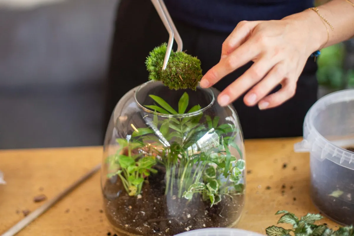 Atelier Terrarium