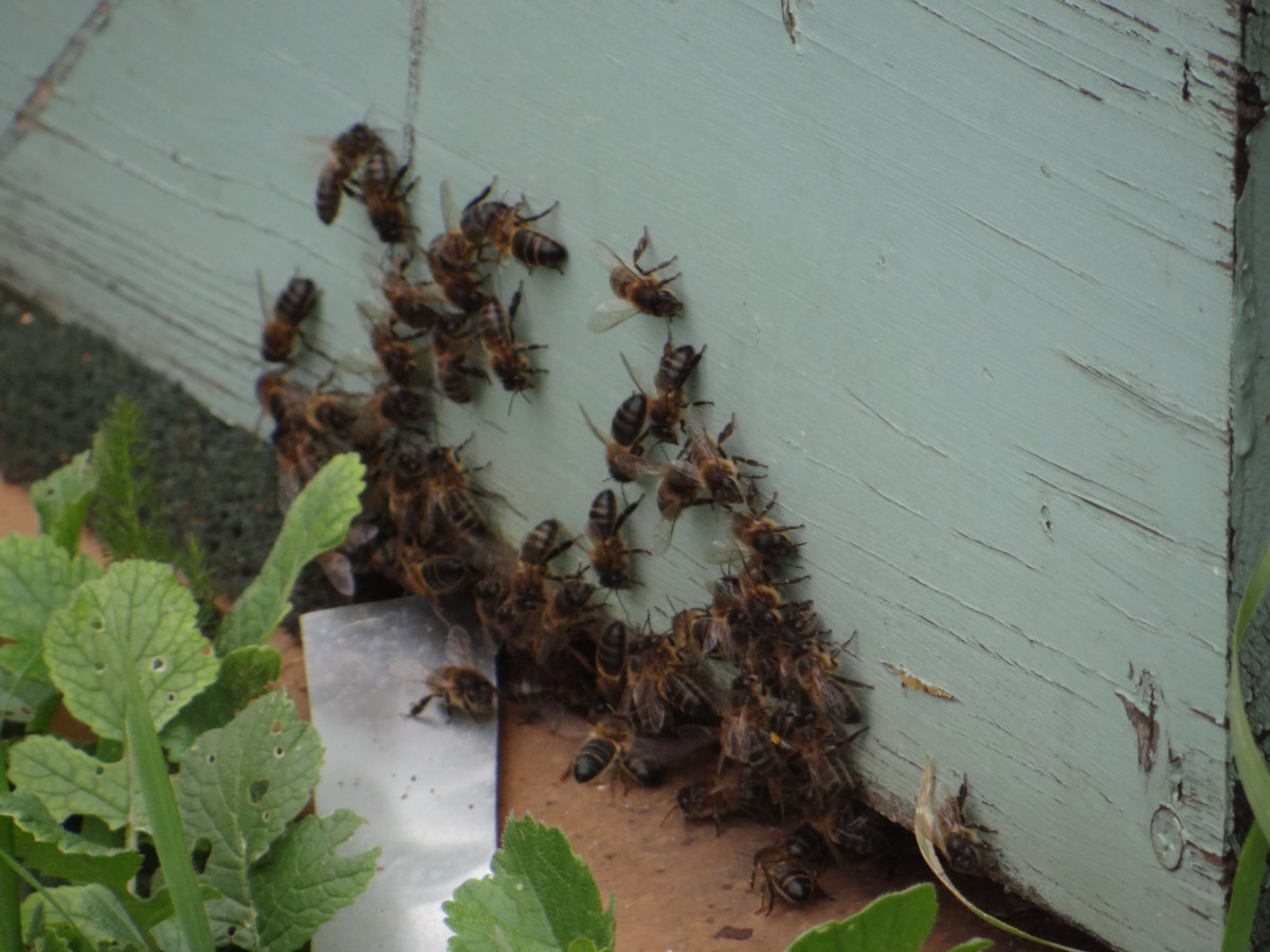 Wecandoo - Initiez-vous à l'apiculture - Image n°6