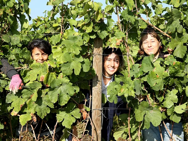 Visitez un domaine en biodynamie et dégustez le vin produit sur place - Afbeelding nr. 2 - Wecandoo