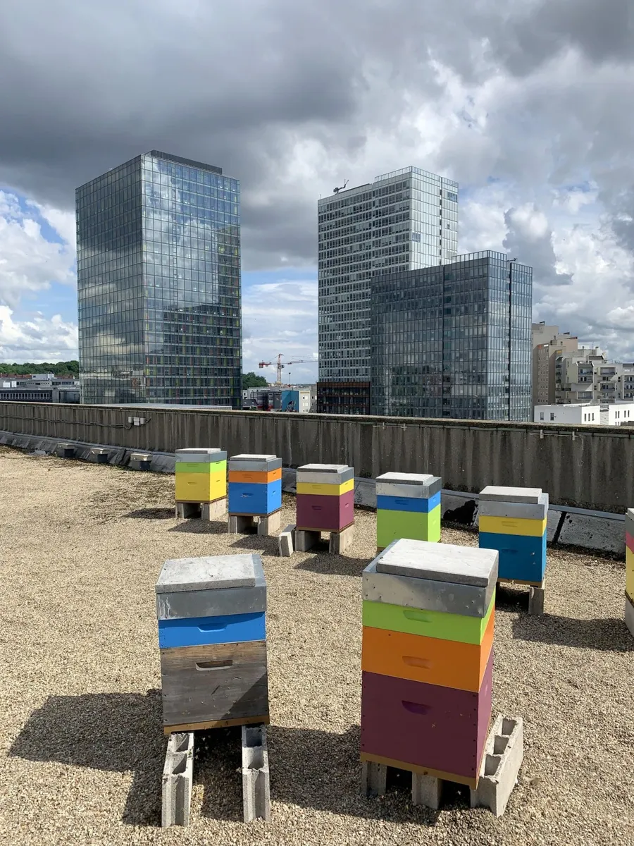 Initiez vous à l'apiculture sur la mairie de Montrueil - Image n°1 - Wecandoo