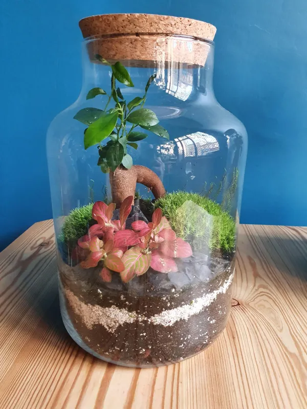 Wecandoo - Créez et composez votre terrarium