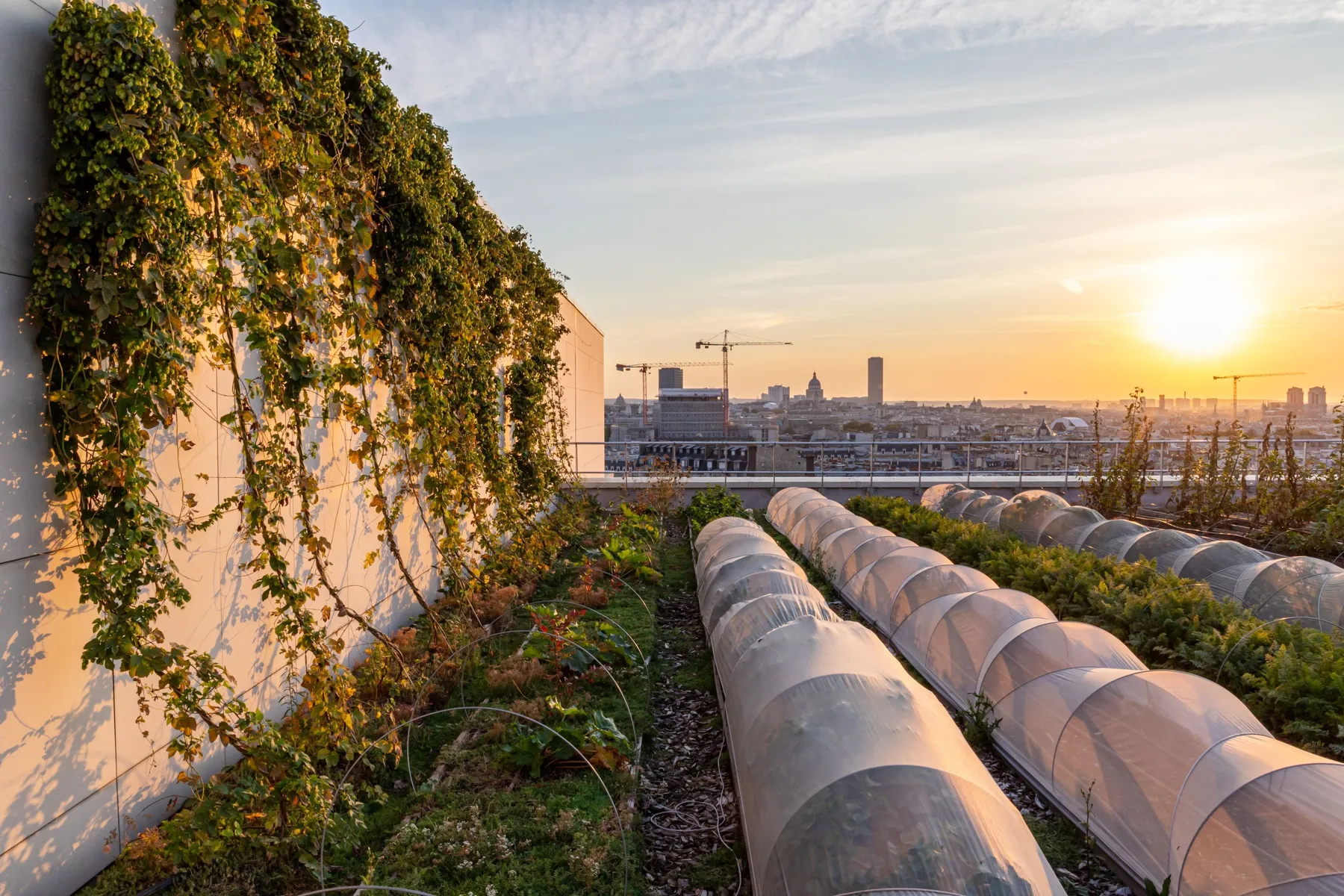 Cultivez votre houblon - Image n°4 - Wecandoo