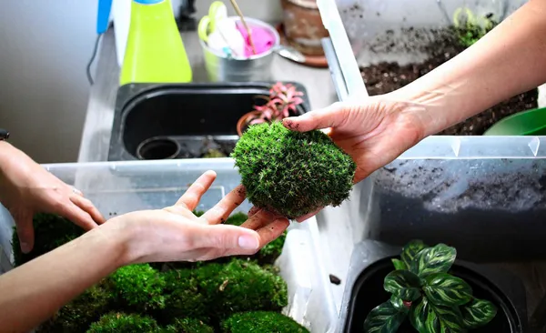 Réalisez votre terrarium - Image n°3 - Wecandoo