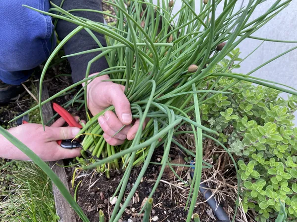 Visitez le potager de l’Opéra Bastille et découvrez le maraîchage urbain - Image n°2 - Wecandoo