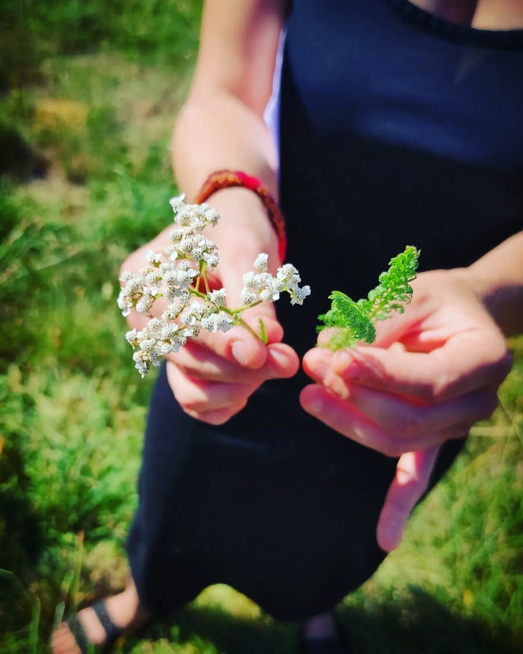Balade botanique et découverte des plantes sauvages comestibles et médicinales - Image n°1 - Wecandoo