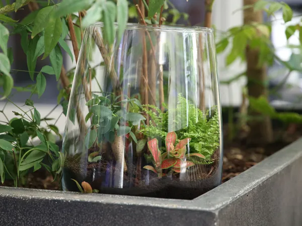 Wecandoo - Créez votre terrarium unique
