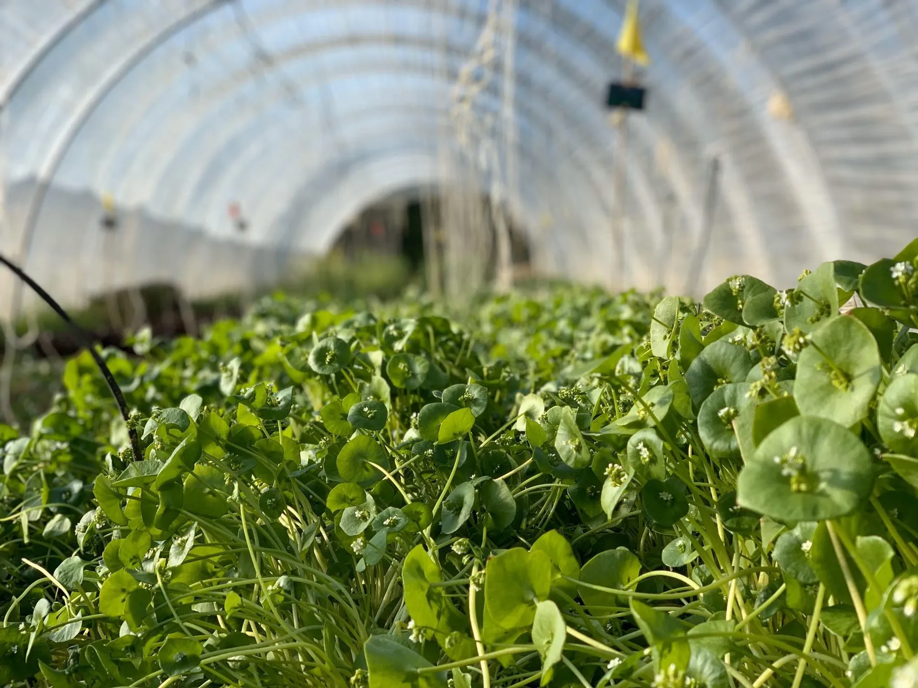 Pick and cook edible flowers - Afbeelding nr. 2 - Wecandoo