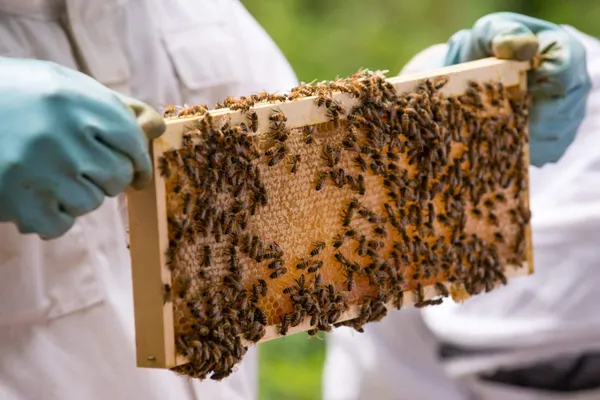 Wecandoo - Initiez-vous à l'apiculture urbaine