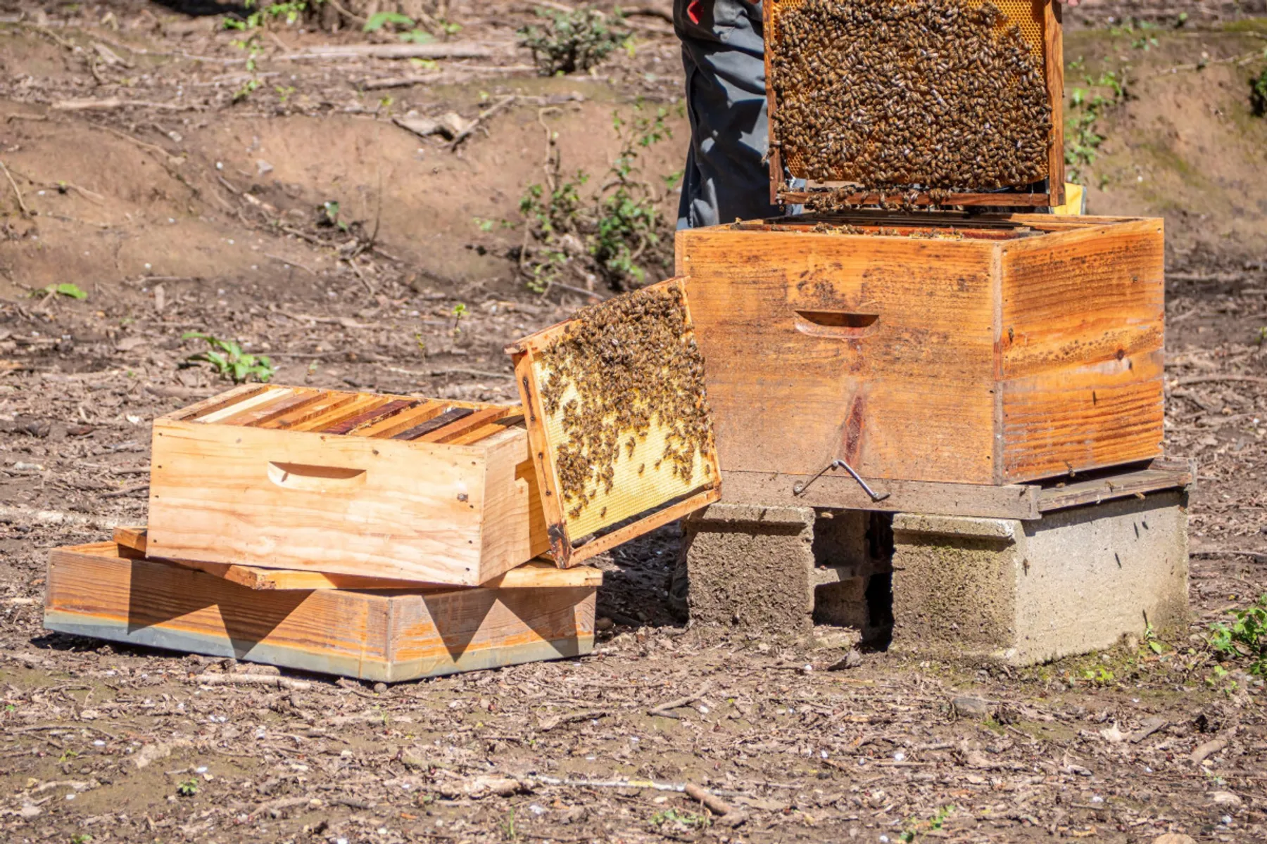 Initiez-vous à l'apiculture - Afbeelding nr. 3 - Wecandoo