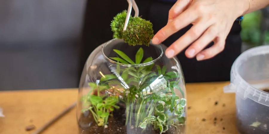 Wecandoo - Atelier de composition d'un terrarium