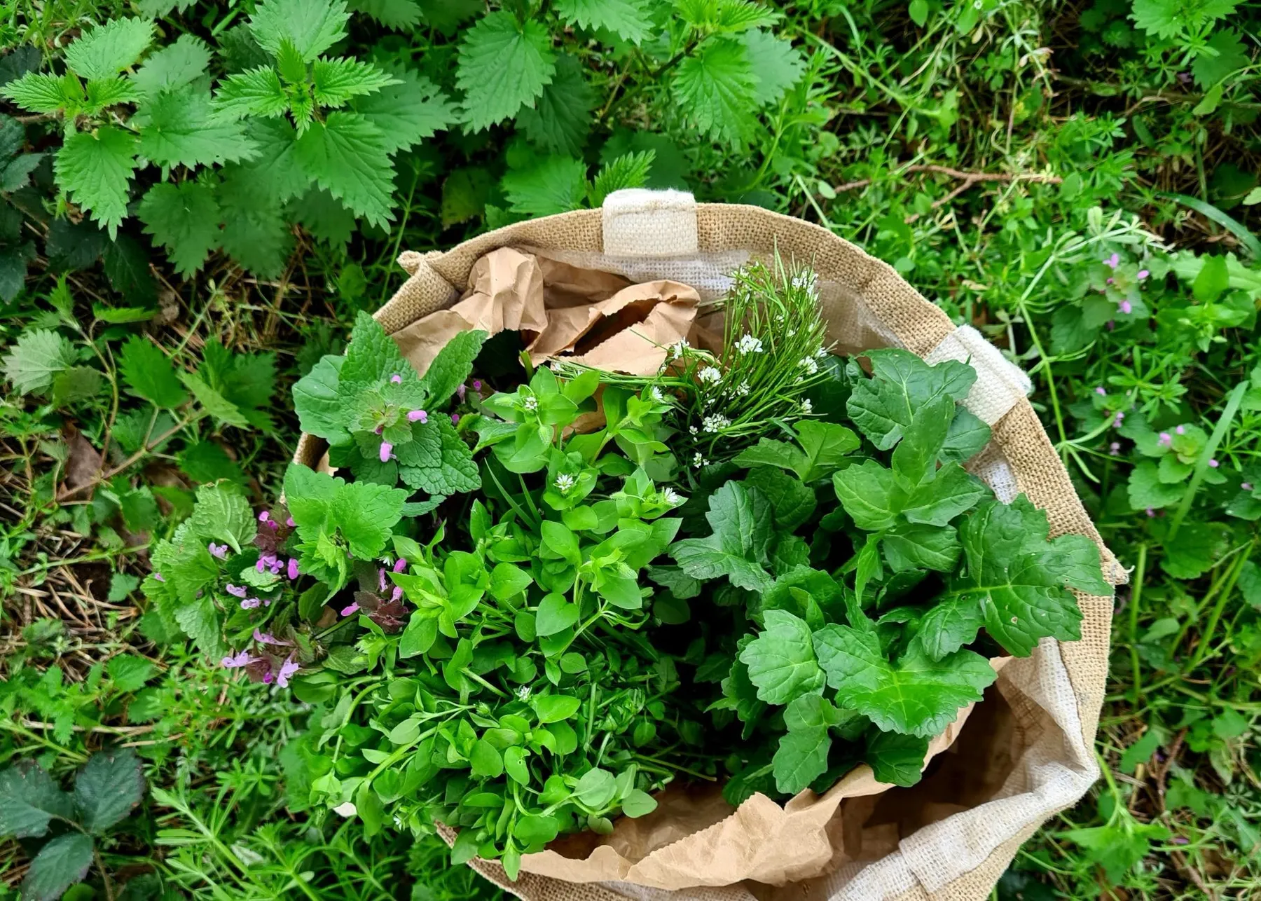 Savourez des plantes sauvages - Image n°1 - Wecandoo