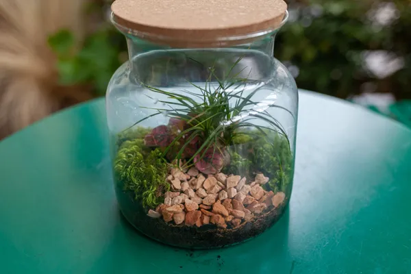 Wecandoo - Créez et composez votre terrarium