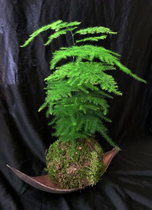 Wecandoo - Fabriquez votre kokedama