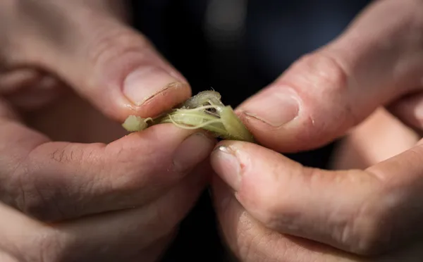 Cueillez des plantes sauvages en forêt et cuisinez-lesavec Gildas - Image n°2 - Wecandoo