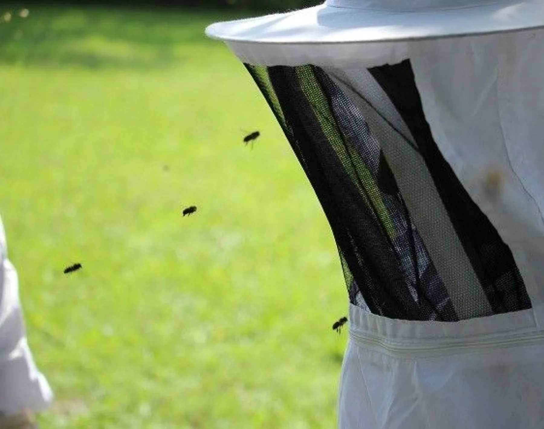 Découvrez l'apiculture - Image n°4 - Wecandoo