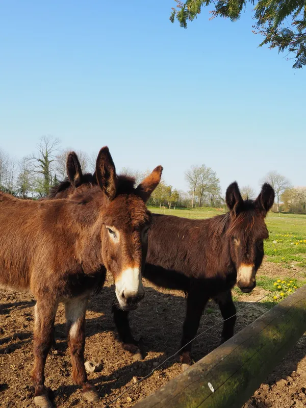 Créez votre soin visage au lait d'ânesse - Image n°1 - Wecandoo