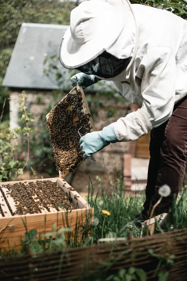 Initiez-vous à l'apiculture - Afbeelding nr. 3 - Wecandoo