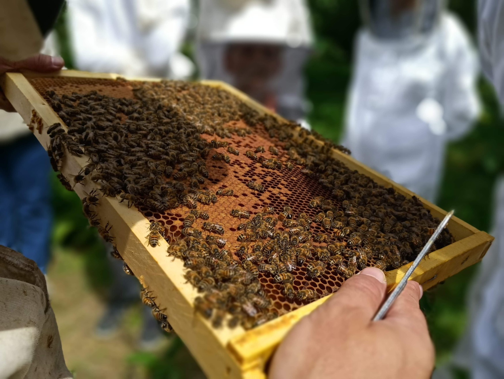 Wecandoo - Initiez-vous à l'apiculture - Image n°6