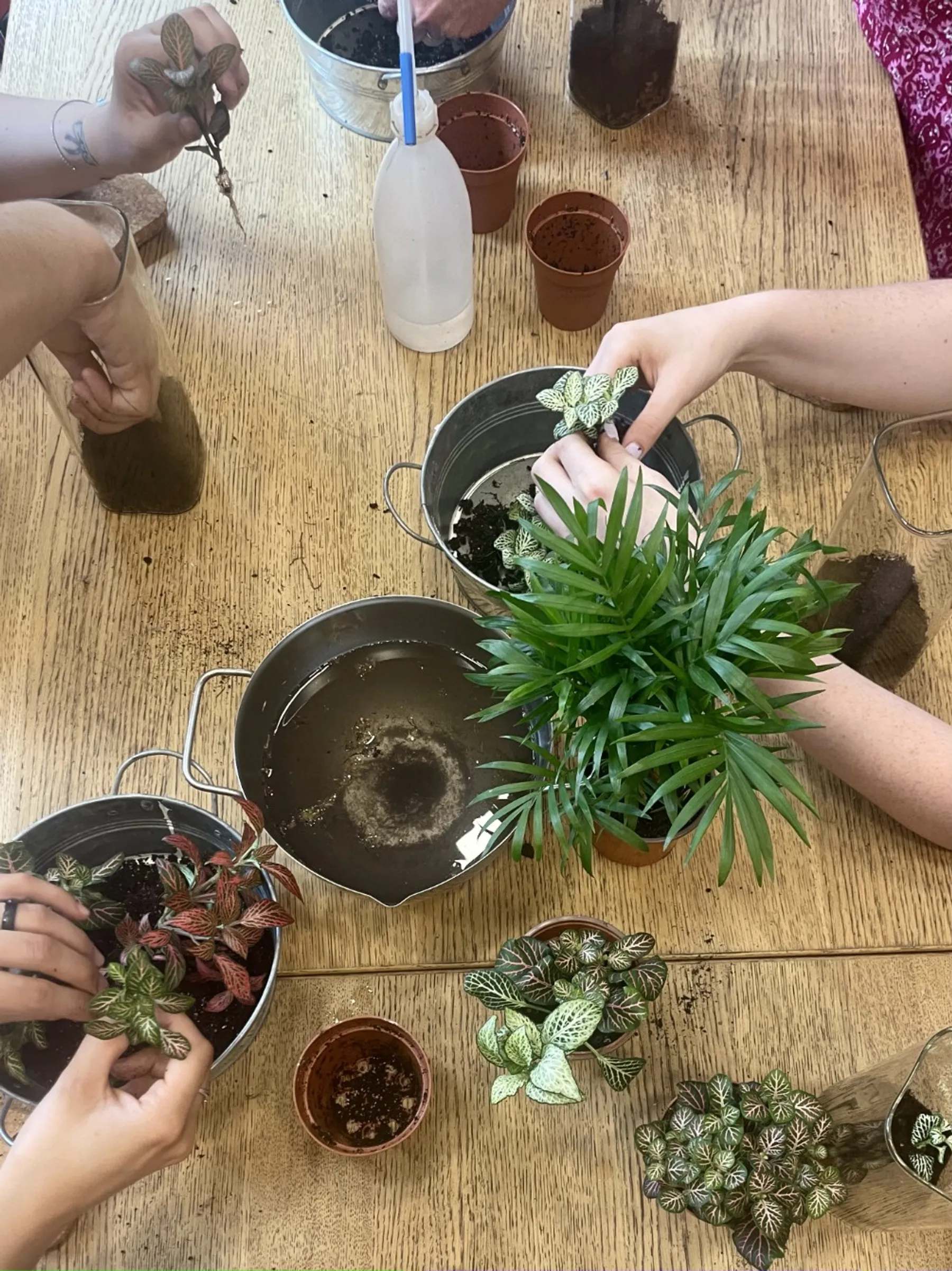 Réunissez votre équipe et créez vos terrariums - Image n°3 - Wecandoo