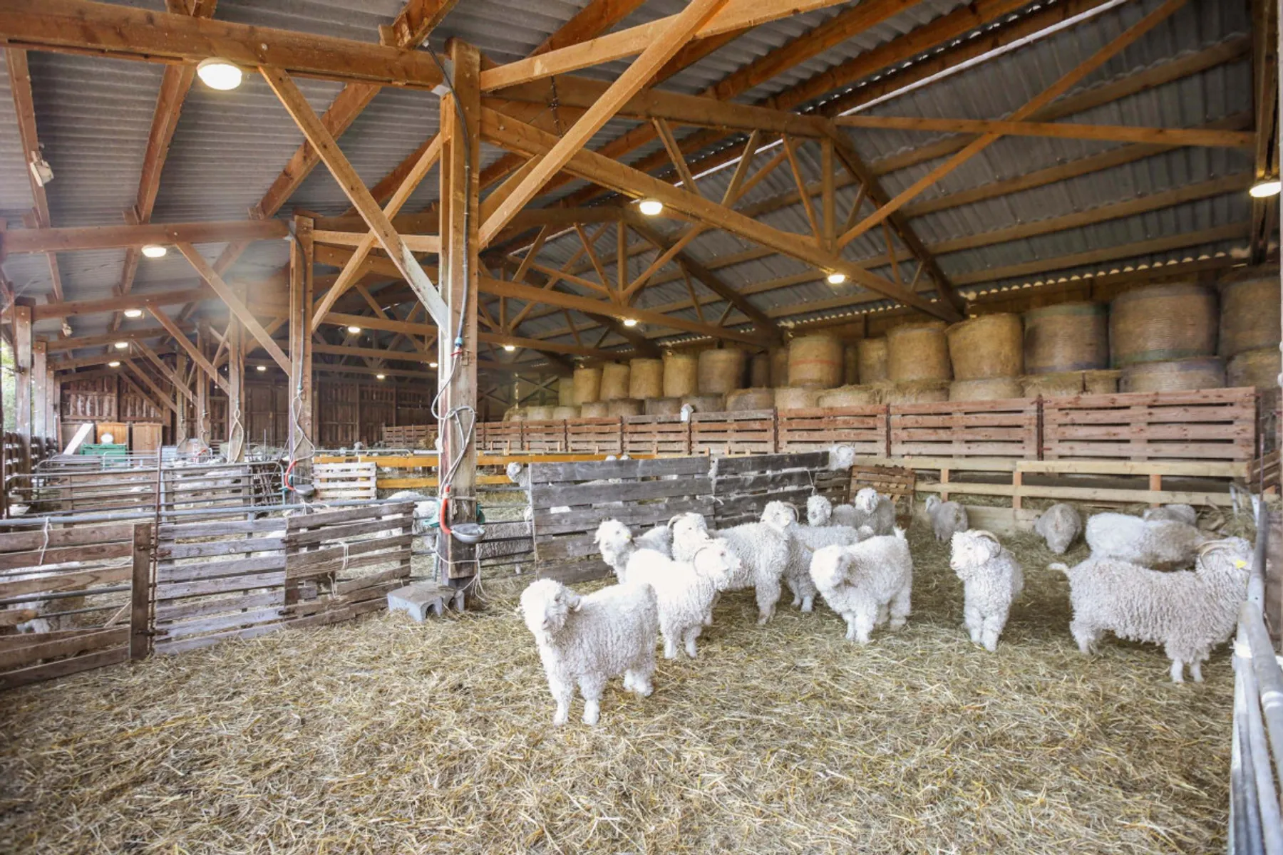 Initiez-vous au travail du mohair et à l'élevage de chèvres angora - Image n°1 - Wecandoo