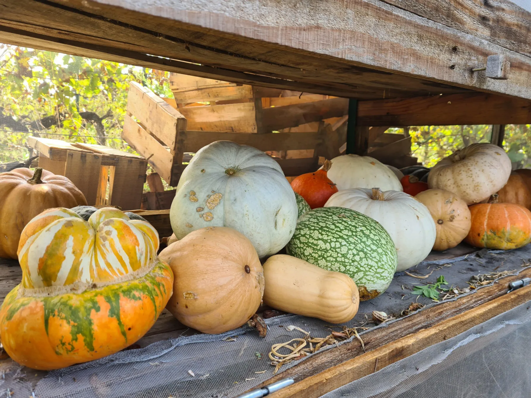 Initiez-vous à l'agriculture urbaine - Afbeelding nr. 3 - Wecandoo