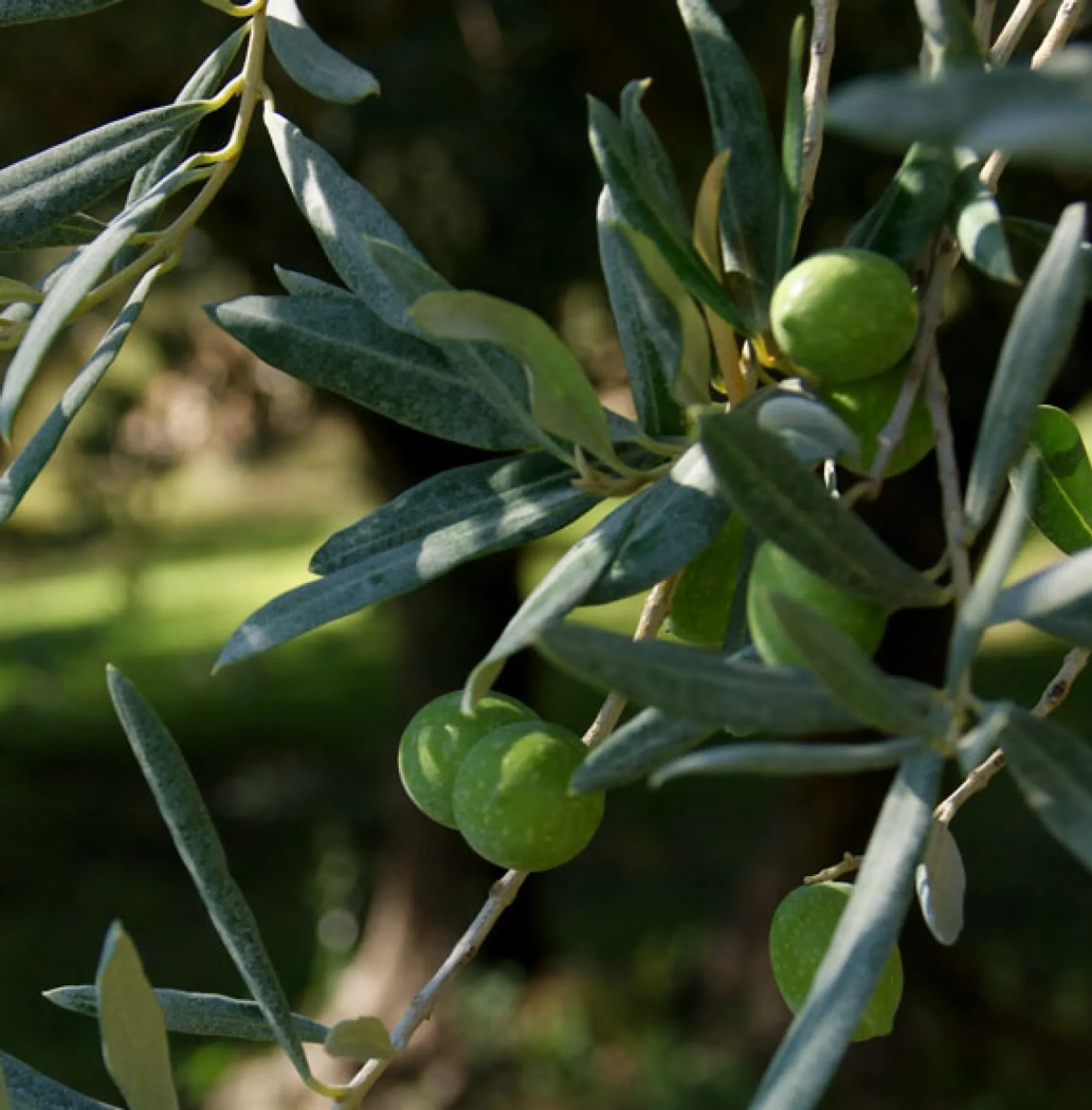 Visitez une oliveraie en culture biologique - Image n°4 - Wecandoo