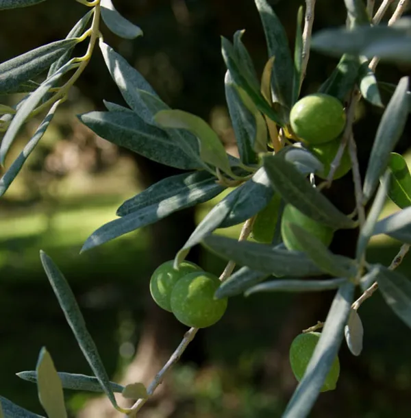 Visitez une oliveraie en culture biologique - Afbeelding nr. 4 - Wecandoo