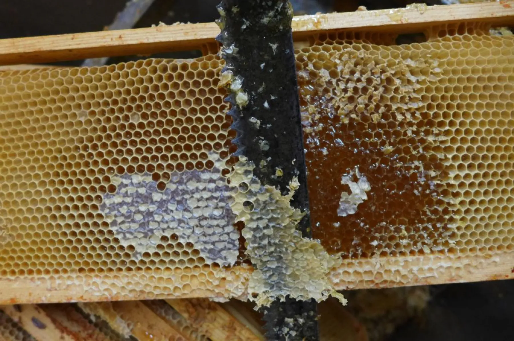 Initiez-vous à l'apiculture - Image n°2 - Wecandoo