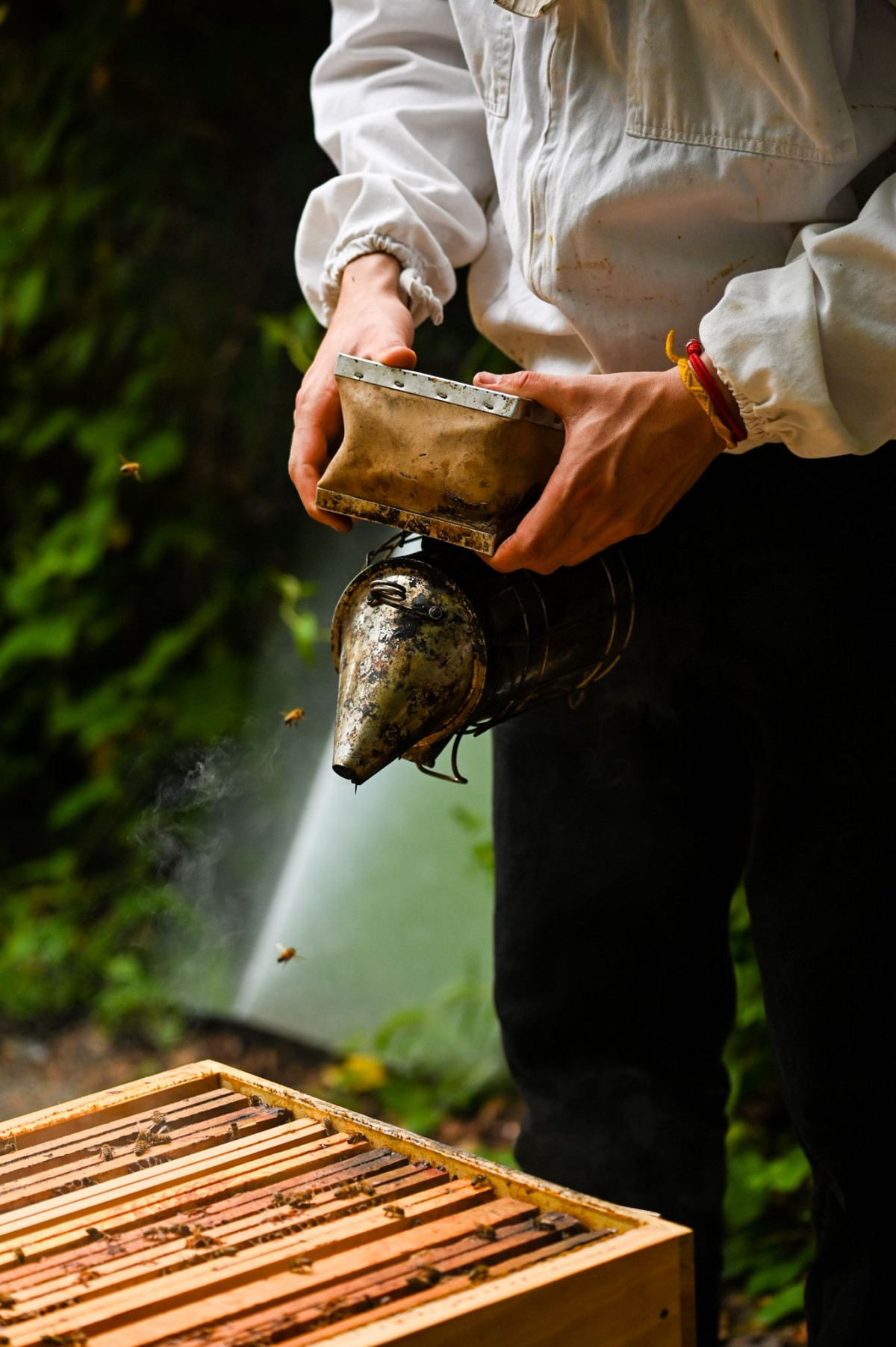 Wecandoo - Initiez-vous à l'apiculture durable - Image n°2