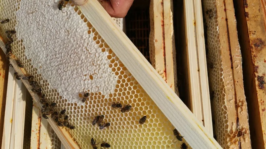 Initiez-vous à l'apiculture - Image n°1 - Wecandoo