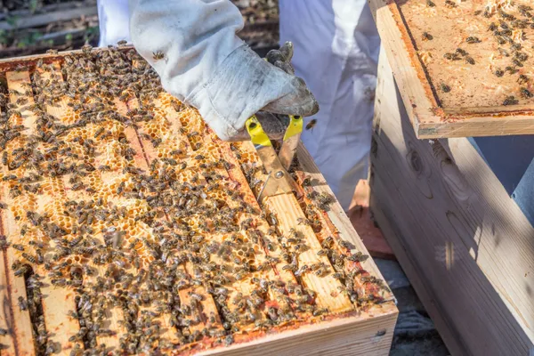 De la ruche à la bougie - Afbeelding nr. 2 - Wecandoo