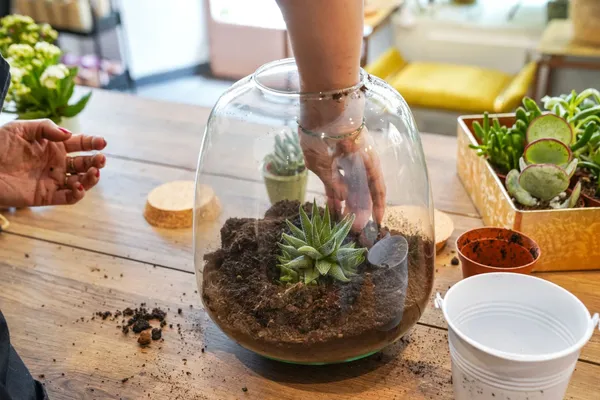 Wecandoo - Créez votre terrarium