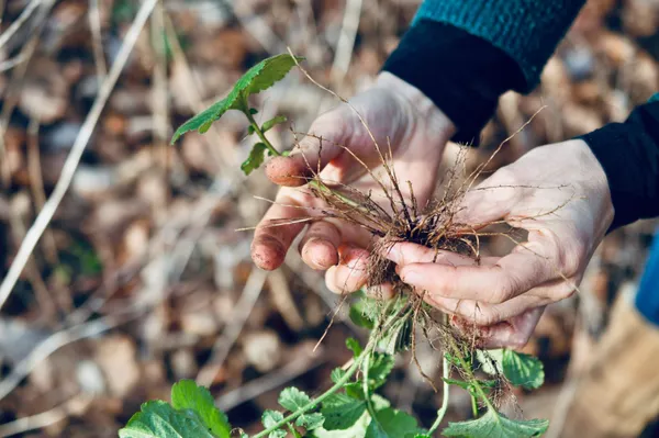 Savourez des plantes sauvages - Image n°4 - Wecandoo
