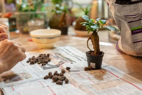 Réalise ton premier terrarium - Image n°3 - Wecandoo