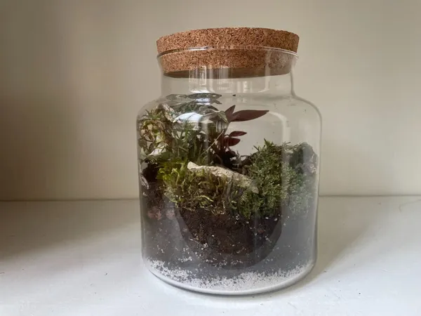 Créez votre terrarium moyen - Image n°2 - Wecandoo