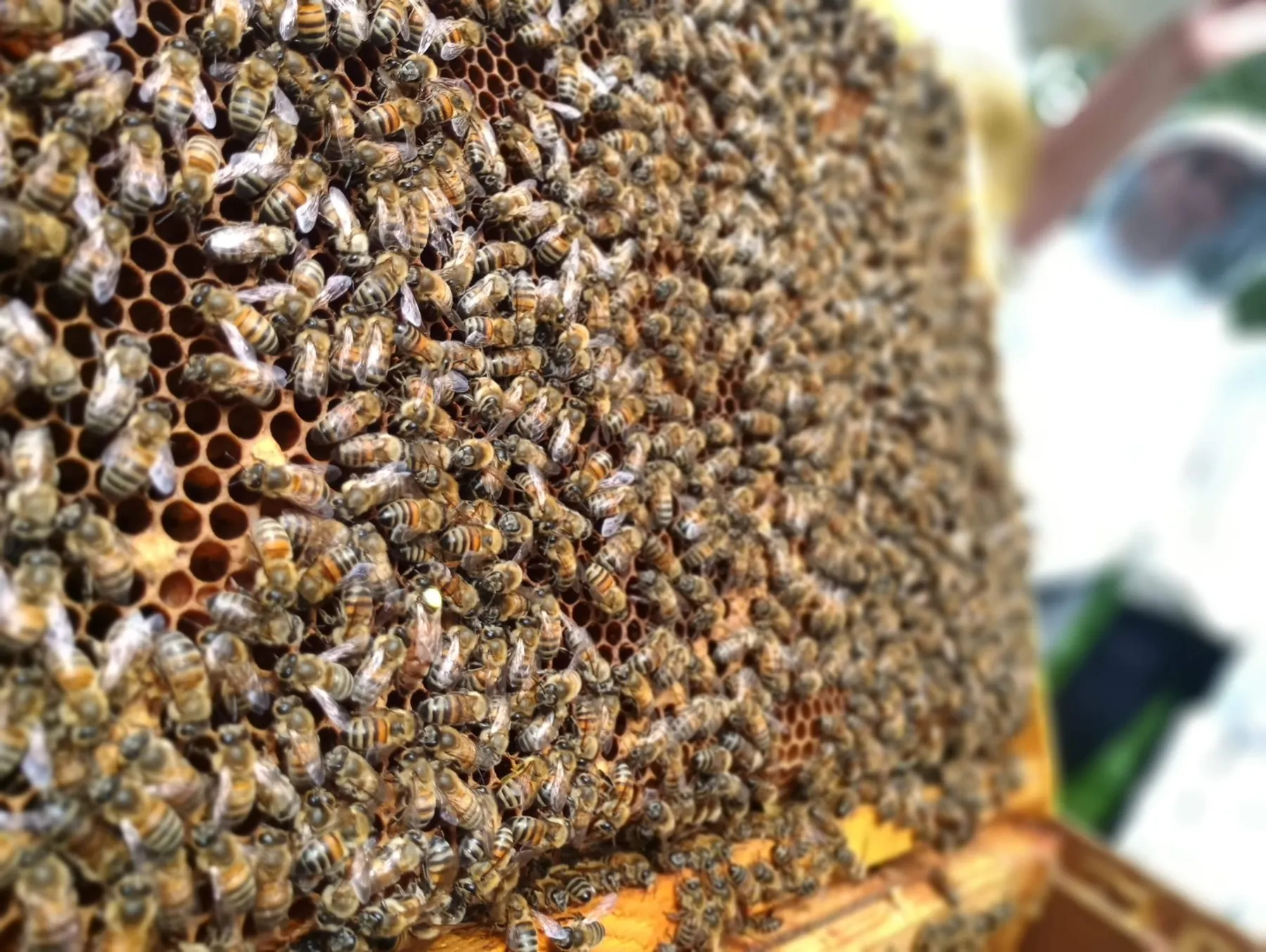 Learn about beekeeping - Image n°5 - Wecandoo