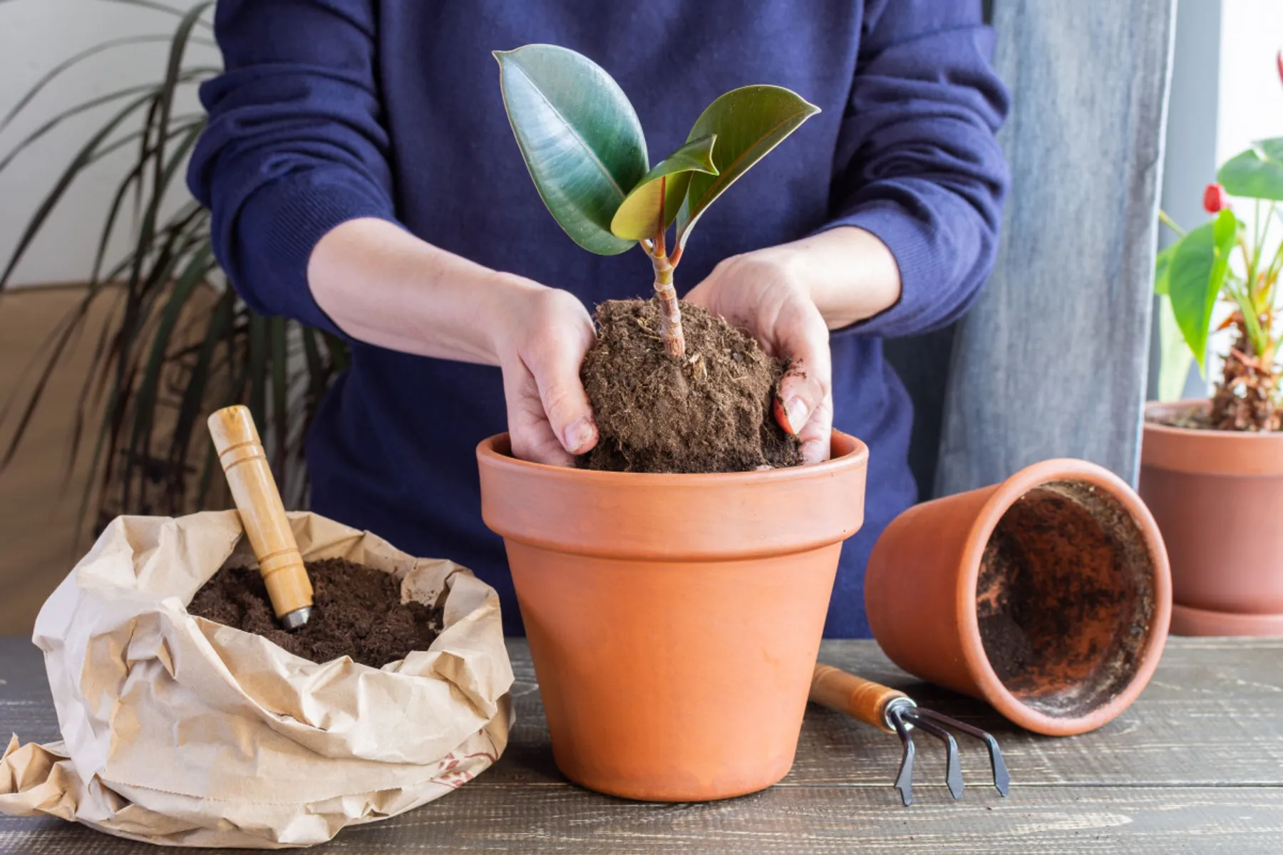 Apprenez à rempoter et à entretenir vos plantes vertes - Image n°4 - Wecandoo