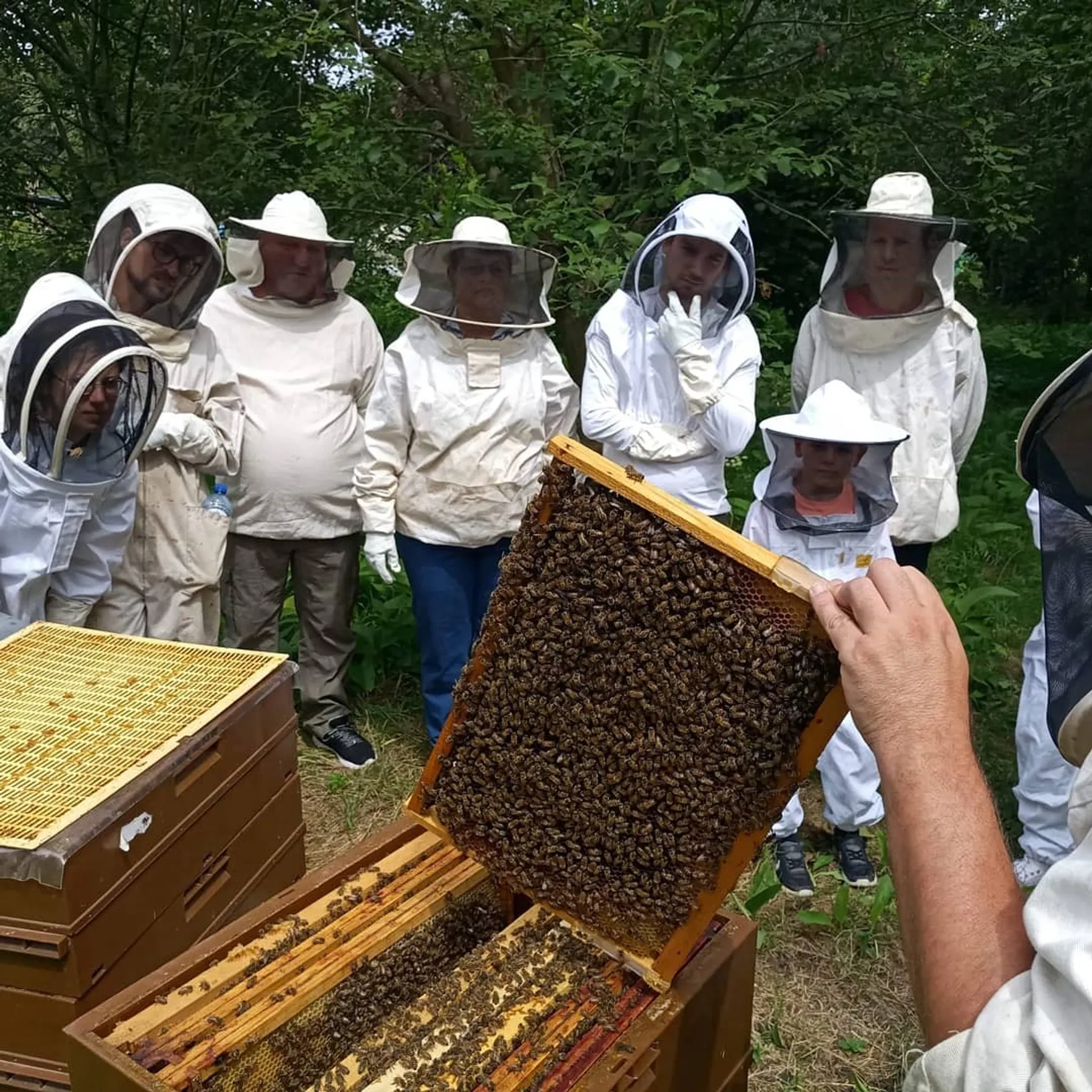 Learn about beekeeping - Image n°3 - Wecandoo