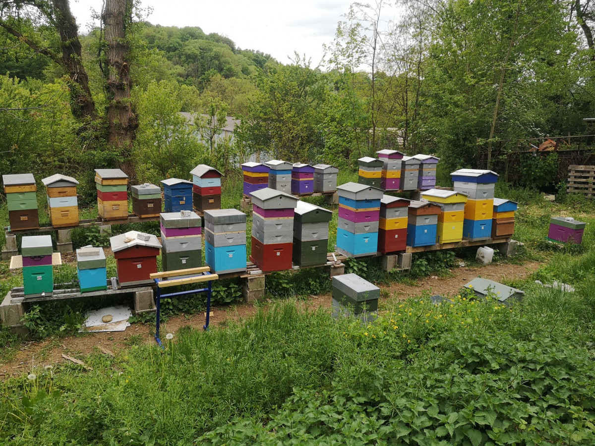 Wecandoo - Initiez-vous à l'apiculture - Image n°1