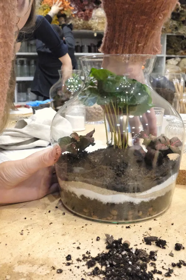 Wecandoo - Composez votre terrarium