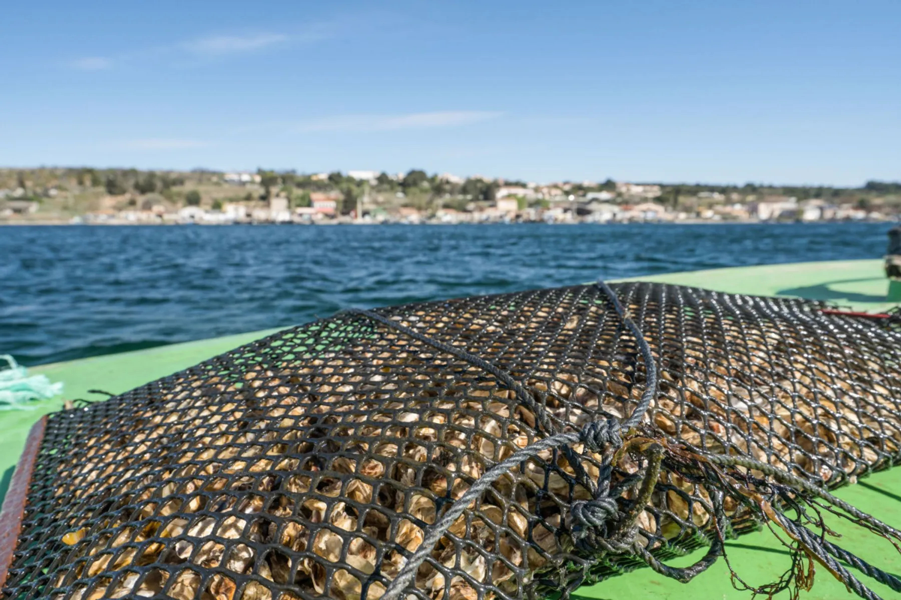 Visitez une exploitation ostréicole et dégustez des huîtres - Image n°2 - Wecandoo