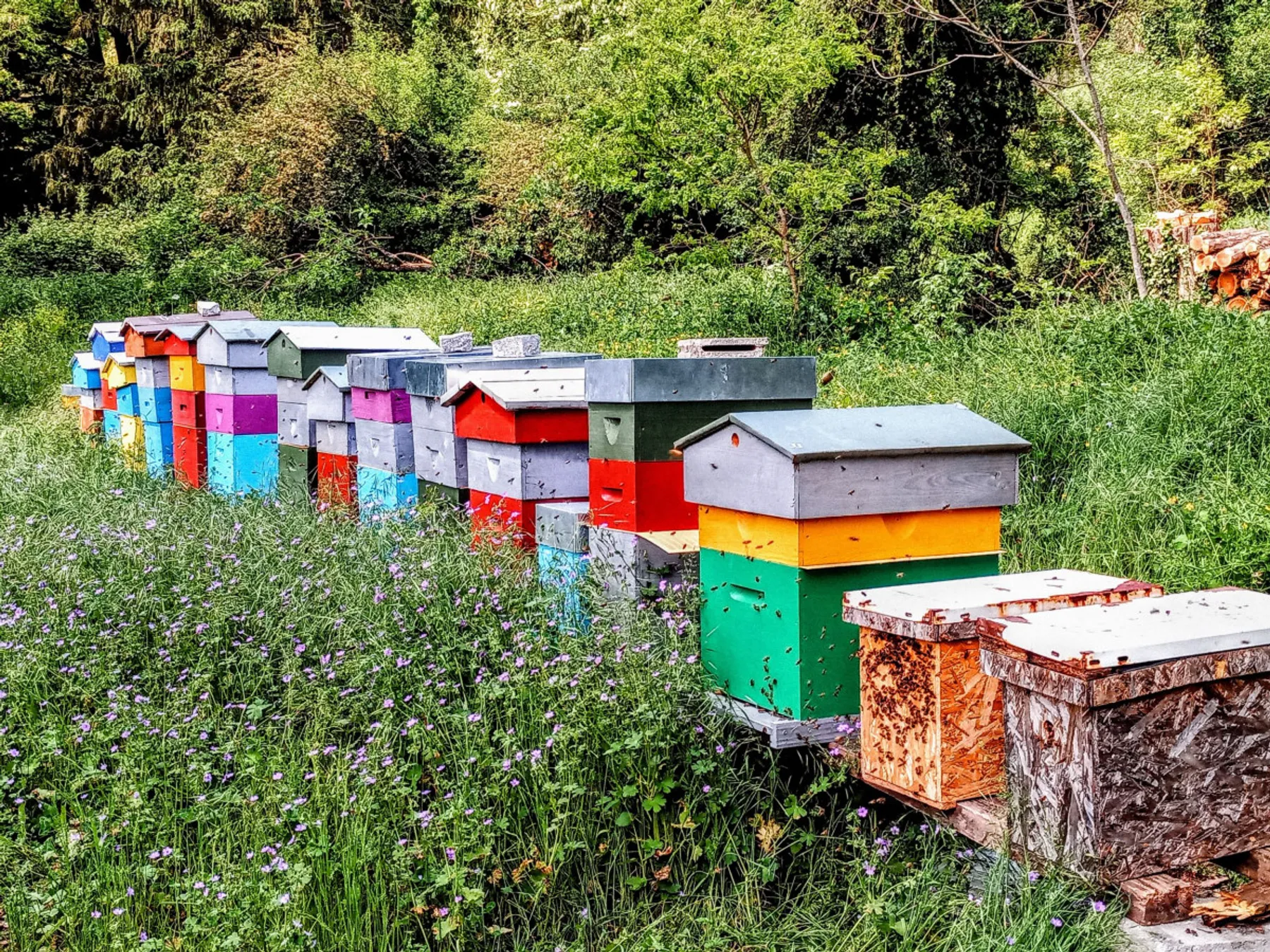 Découvrez l'apiculture - Afbeelding nr. 4 - Wecandoo