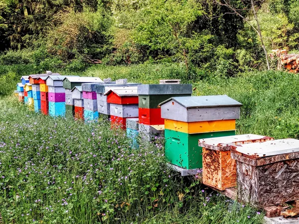 Découvrez l'apiculture - Image n°4 - Wecandoo
