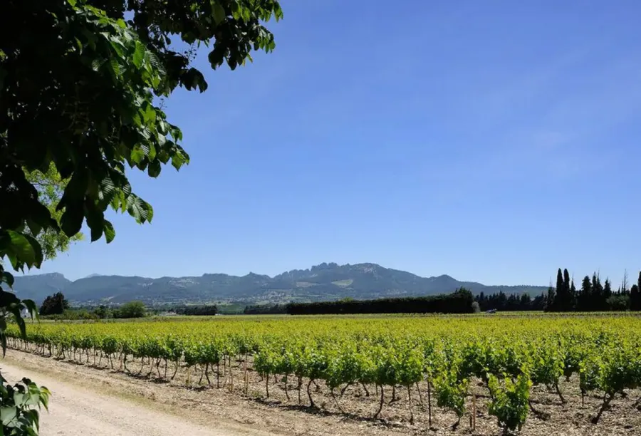 Assemblez votre vin - Afbeelding nr. 1 - Wecandoo